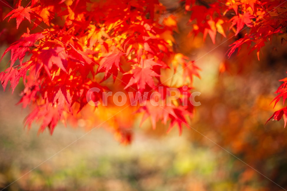 가을,단풍,단풍나무,단풍잎,나무,나뭇잎,가을,계절,fall,autumn,season,leaf,잎,plant,식물,tree