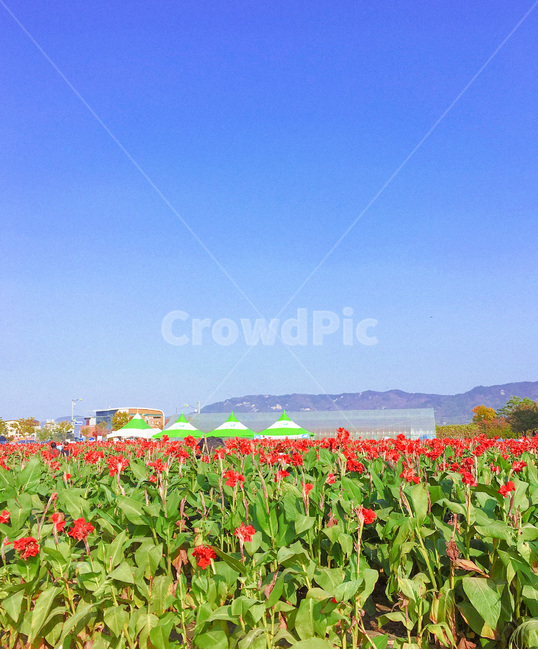 plant,식물,flower,blossom,꽃,자연,옥외,nature