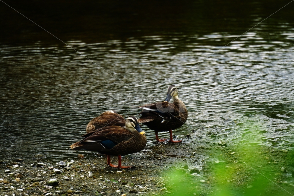 오리,새,조류,동물,bird,animal,duck,자연,nature,풍경,landscape,물,water,강,시냇물,river,여름,summer,물가,습지,하천,귀엽다,귀여운,귀염둥이,예쁜,예쁘다,이쁜,이쁘다,감성,감성사진,힐링,힐링사진,커플,cute,pretty,경기도,흐르는물,계곡,한국의자연,한국풍경,동물,animal,조류,새,birds