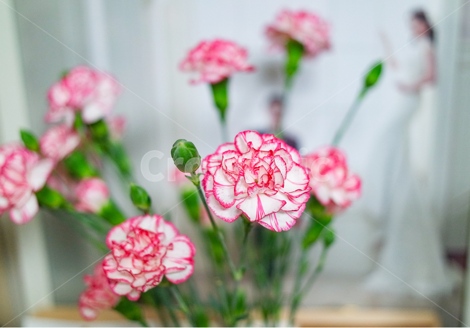 카네이션,꽃,봄,꽃병,꽃꽂이,꽃,flower,가족,패밀리,family,기념일,축하,anniversary,congratulation,celebrate,celebration,교육,학교,공부,education,learning,study,school