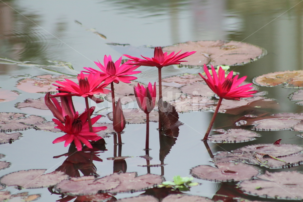 연,수련,꽃,식물,waterlily,식물,자연,plants,nature,꽃,flower
