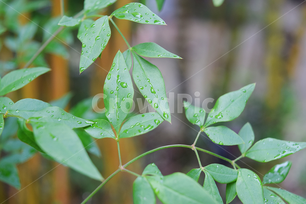여름,빗방울,나뭇잎,초록,청량함,식물,자연,plants,nature,비,비오는날,rain,rainy