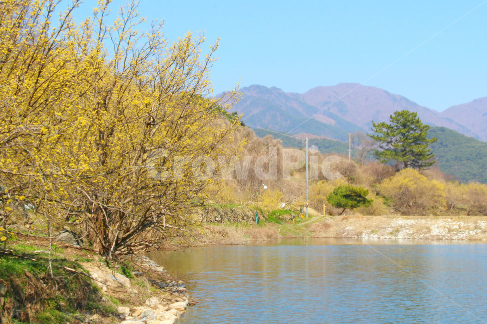 산수유,꽃,봄,하늘,자연,spring,노랑,노란색,yellow,봄,계절,spring,season,자연,풍경,nature,landscape,water,물,outdoors,옥외