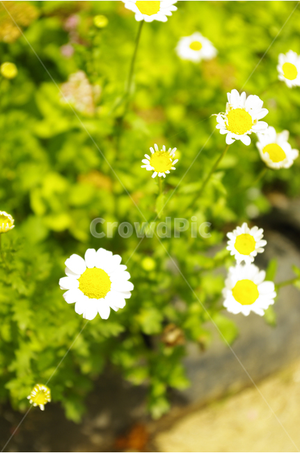 마가렛,꽃,식물,flower,color,nature,자연,식물,자연,plants,nature,꽃,flower
