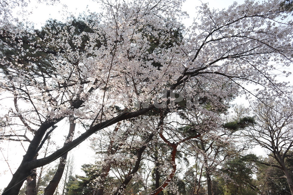 cherryblossoms,flower,벚꽃,나무,벚꽃나무,봄