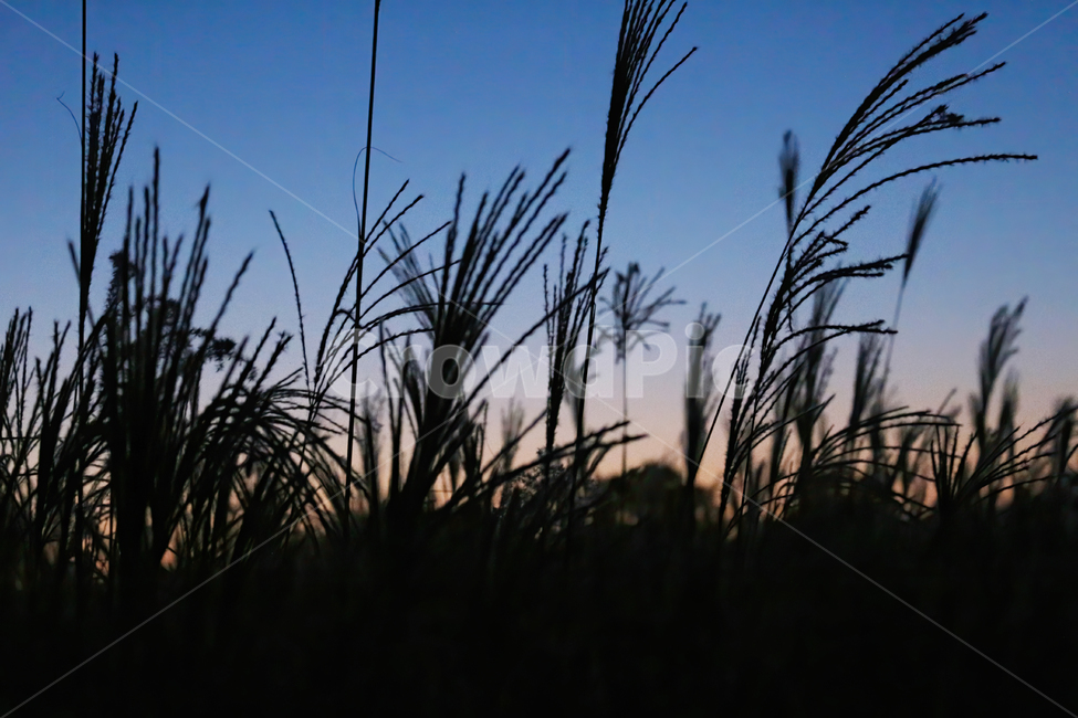 갈대,억새,가을,자연,풀,초원,nature,landscape,갈대밭,억새밭,식물,저녁,해질녘