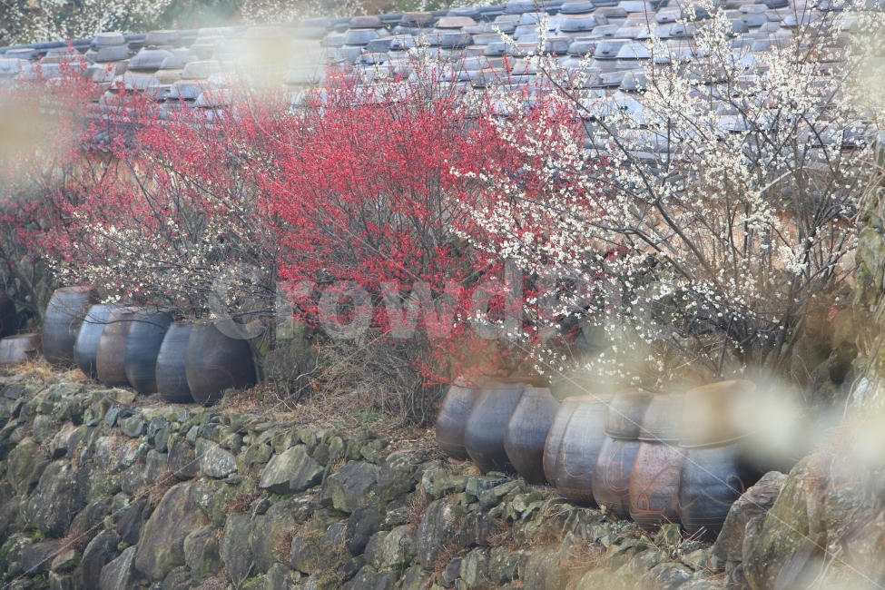 섬진강매화마을,홍매화,장독대,매실,봄,풍경,꽃,봄,계절,spring,season,한국전통,한국문화,korean traditional,korean culture