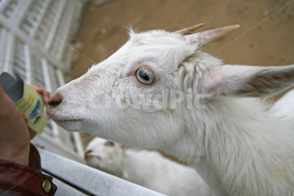 동물원, 동물, 염소, zoo, goat, 사진,이미지,일러스트,캘리그라피 - 쥬디홉스작가