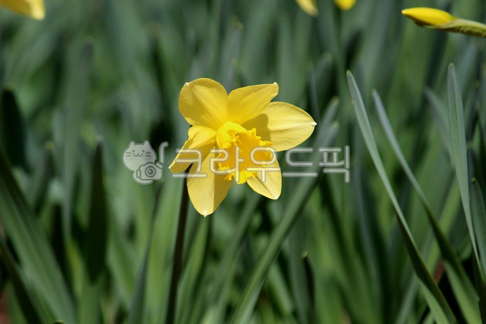 꽃,식물,flower,plant,수선화,식물,자연,plants,nature,꽃,flower