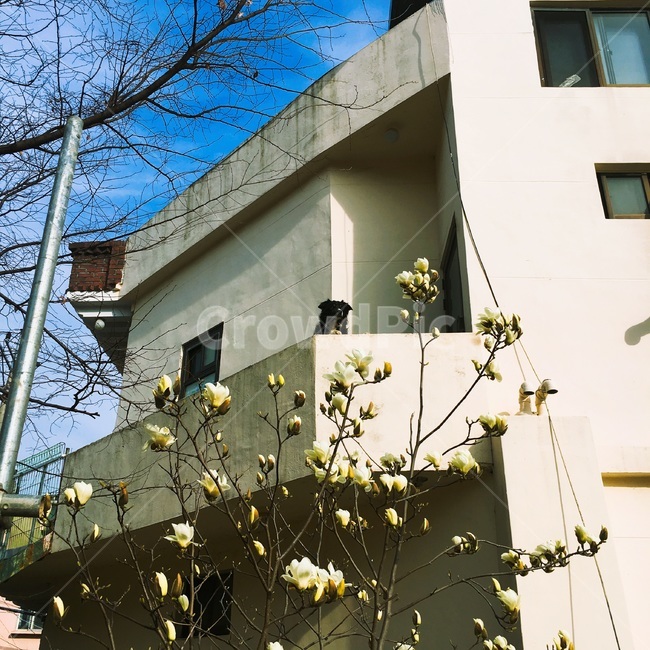 강자지,하늘,맑은날,꽃,빼꼼,봄,계절,spring,season