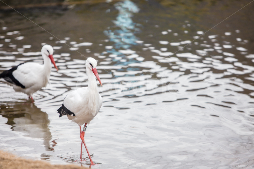 bird,연못,물가,두루미,두마리,2마리,새,철새,천연기념물,보호새,멸종위기,야생생물,야생,생물,동물,국제보호조류,보호조류,백색,몸통,부리,날개,긴다리,다리,조류,야생조류,물,조류보호,반영,호수,호숫가,연못가,자연,동물,animal,조류,새,birds
