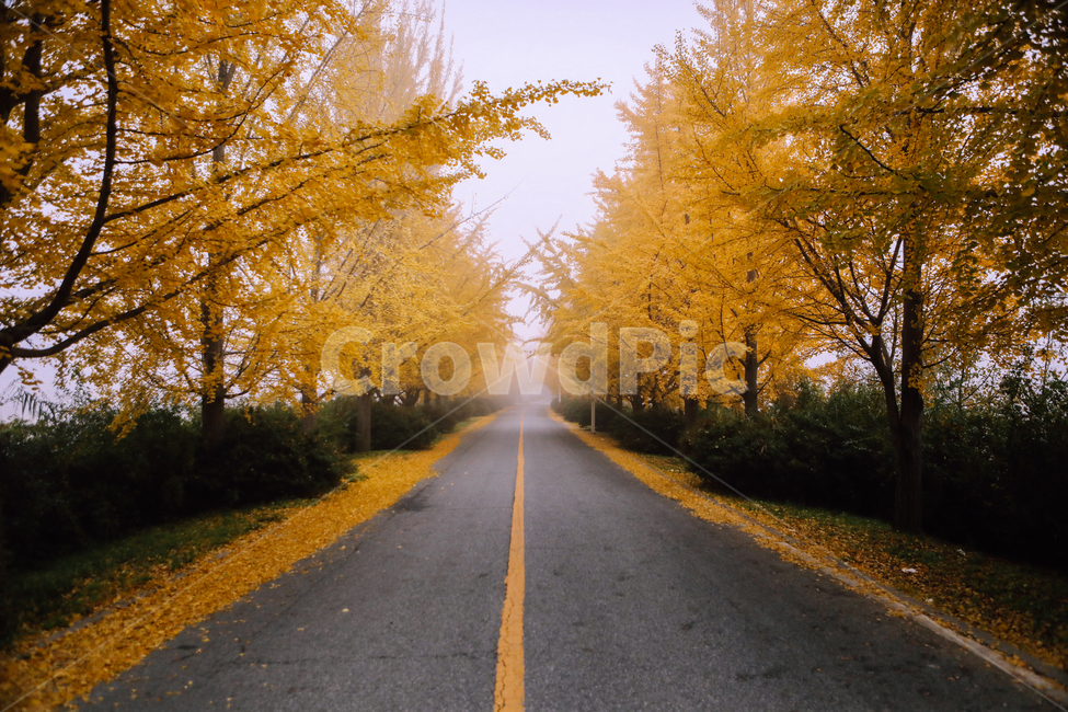 자연,풍경,은행나무,안개,아침,은행나무길,가을,만추,아스팔트,road,도로,가을,계절,fall,autumn,season