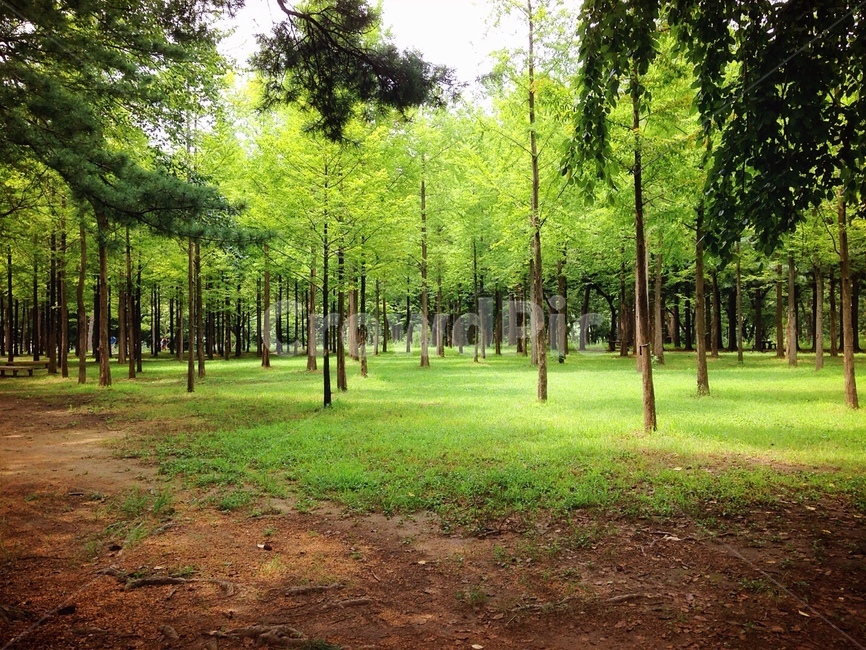 나무,tree,숲,자연,nature,자연,풍경,nature,landscape,휴식,힐링,rest,relaxation,healing