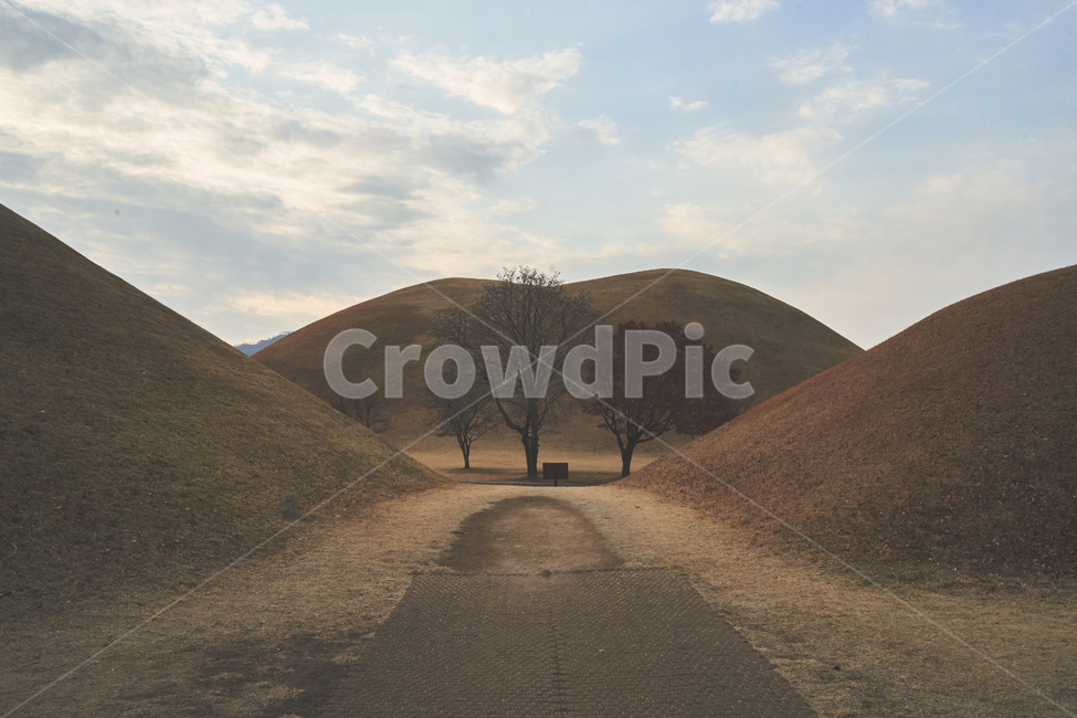 나무,릉,경주,길,무덤,grassland,목초지,outdoors,옥외,field,들