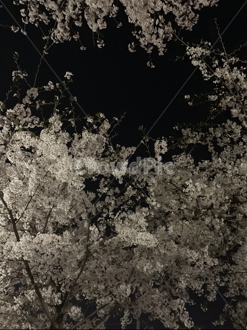 벚꽃,벚꽃나무,밤,night,flower,tree