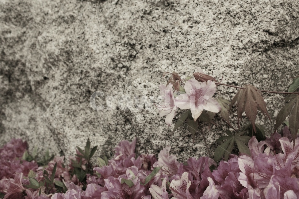 꽃,flower,식물,plant,바위,꽃,flower