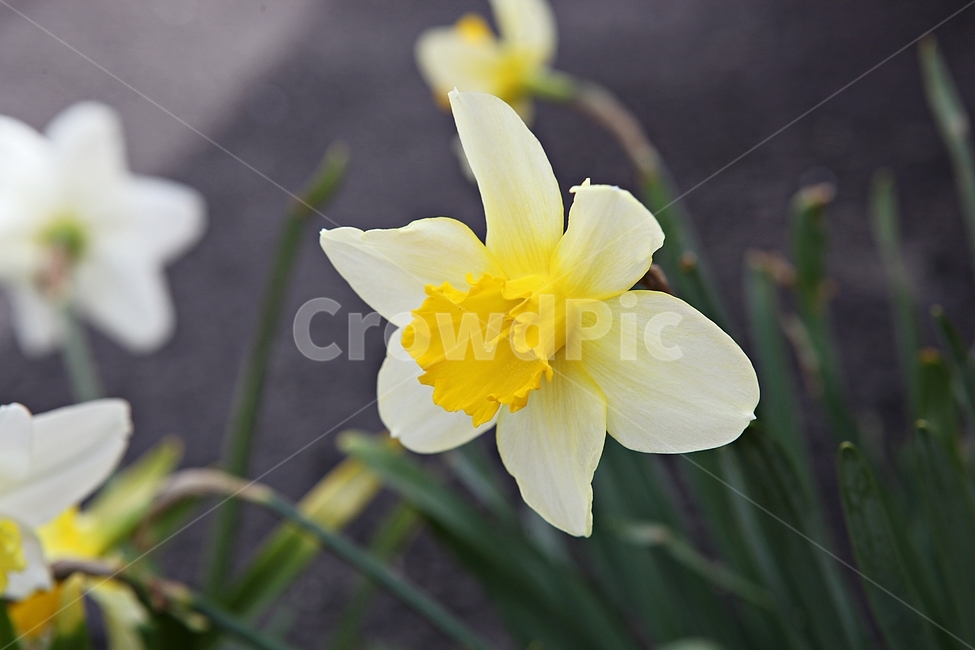 난,남꽃,난초,꽃,봄꽃,봄,식물,자연,식물,자연,plants,nature,꽃,flower