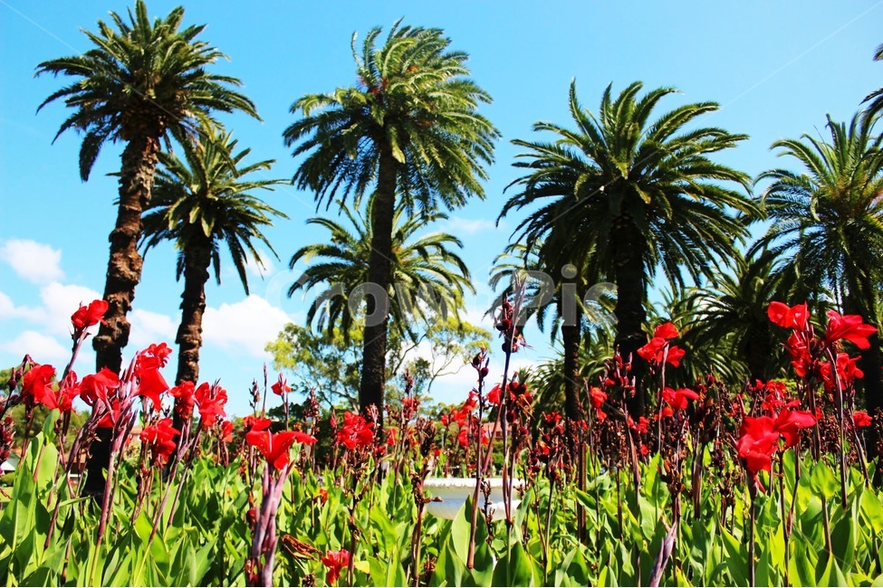 호주,시드니,sydney,공원,꽃,flower,자연,풍경,nature,landscape,해외,외국,세계,foreign,oversea,world,세계자연풍경,해외자연풍경,외국자연풍경,world nature landscape,식물,plants,꽃,flower,나무,trees,wood,plant,summer,여름