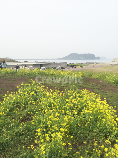 field,들,outdoors,옥외,nature,식물,자연,plants,nature,꽃,flower