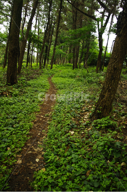 숲,나무,길,식물,초록,자연,풍경,nature,landscape,ground,바닥,path,통로