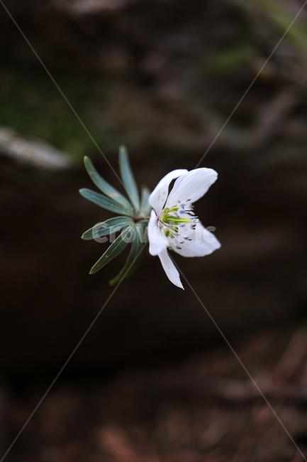 봄,꽃,야생화,변산바람꽃,바람꽃,산,spring,flower,wildflower,windflower,봄,계절,spring,season,식물,자연,plants,nature,꽃,flower,plant,blossom