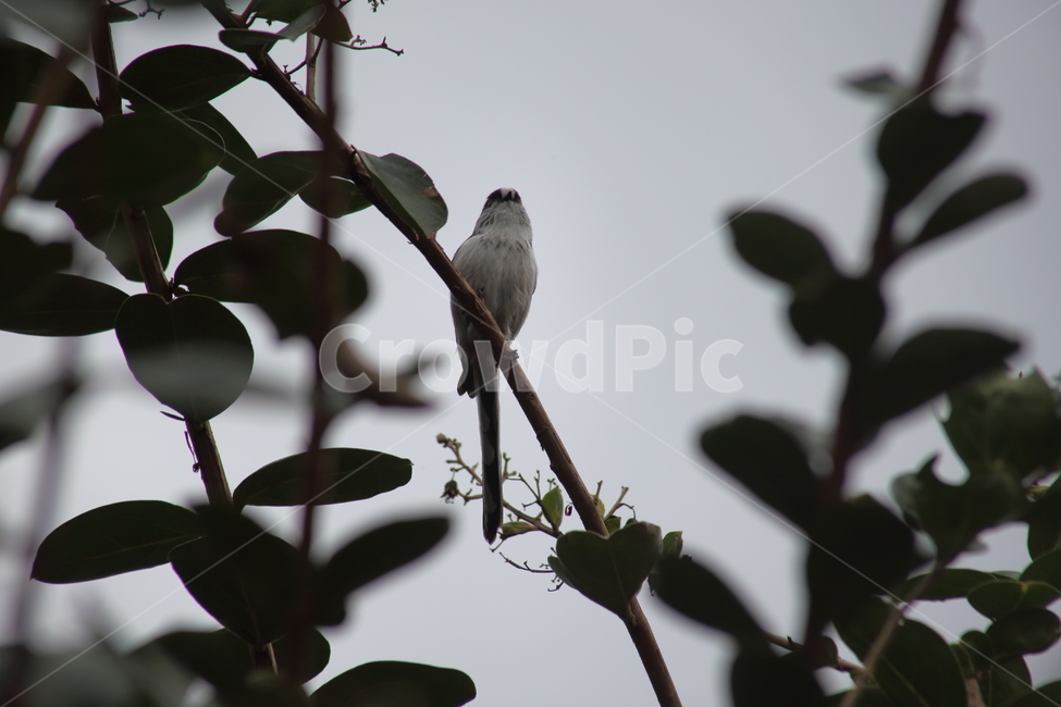 bird,새,animal,동물,조류,작은새,뱁새,오목눈이,동물,animal,조류,새,birds
