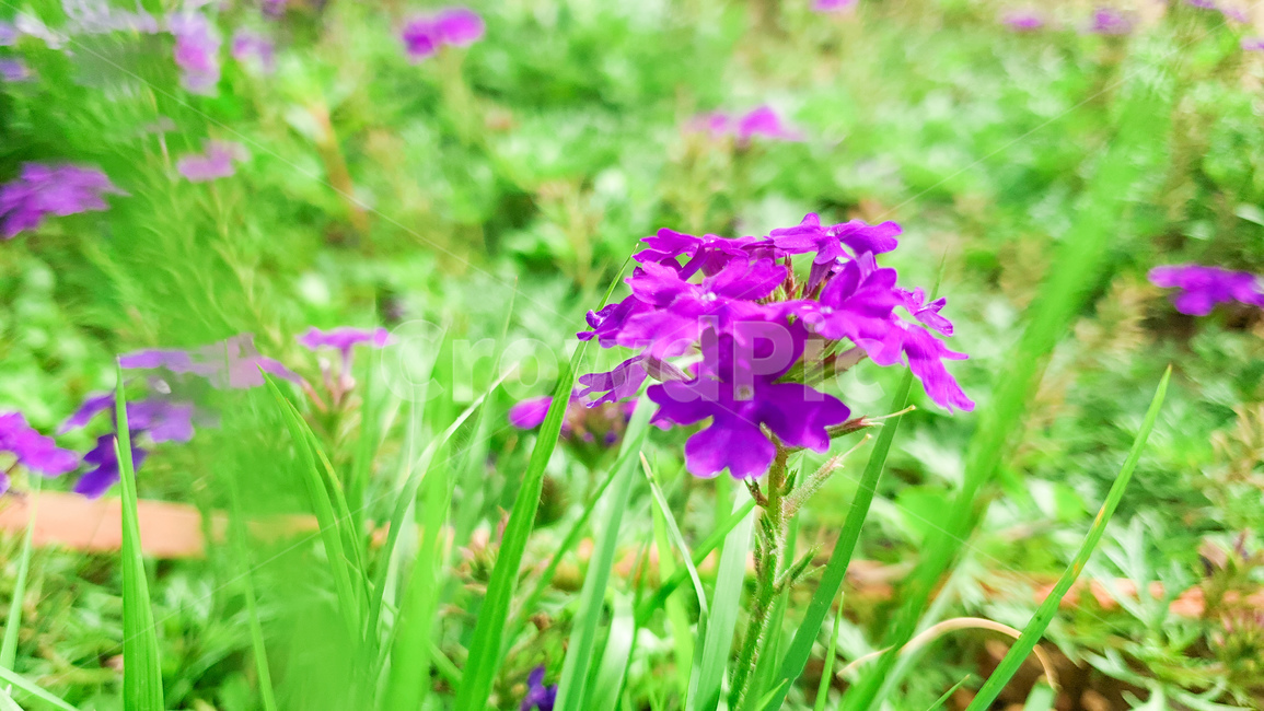 geranium,제라늄,flower,식물,plant,꽃,blossom,정원,풀,purple,garden,식물,자연,plants,nature,꽃,flower