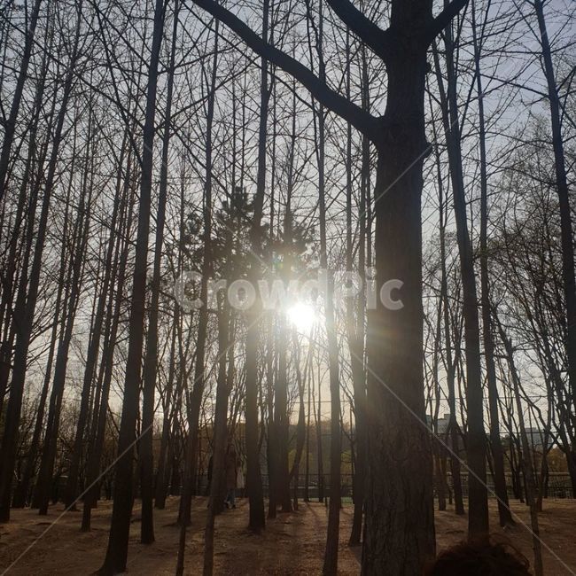 공원,나무,태양,자연,빛,자연,풍경,nature,landscape,식물,plants,나무,trees,wood,flare,플레어,light,vegetation,초목,plant,tree,sunlight,햇빛,forest,숲,woodland,삼림지,land,땅,outdoors,옥외