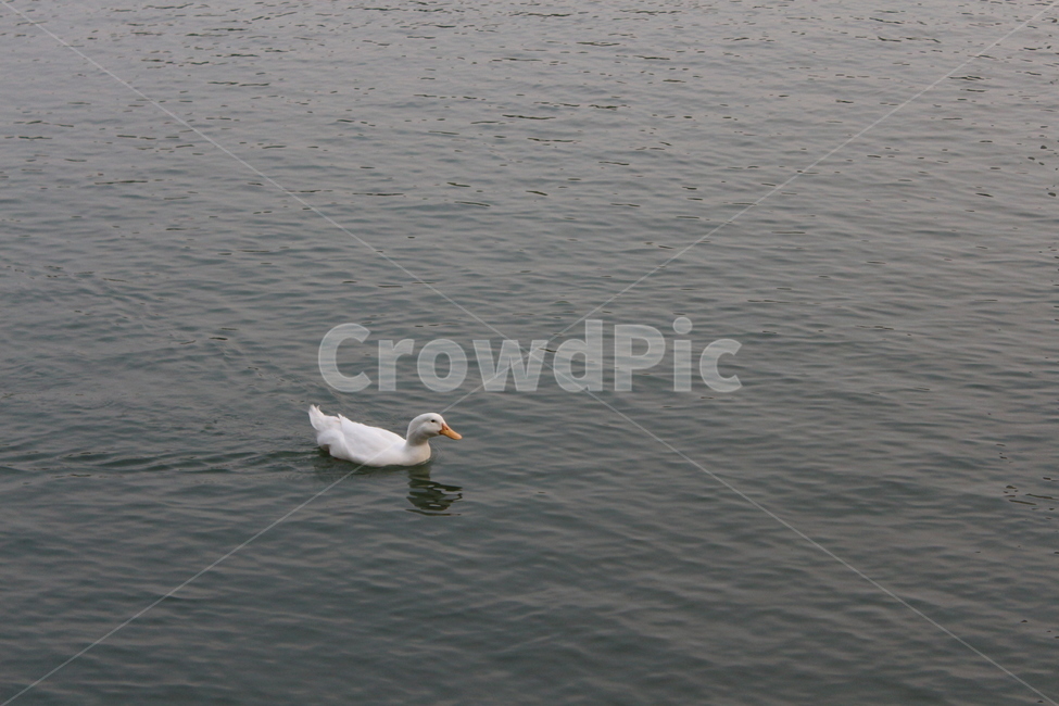 호수,오리,동물,duck,animal,동물,animal,조류,새,birds