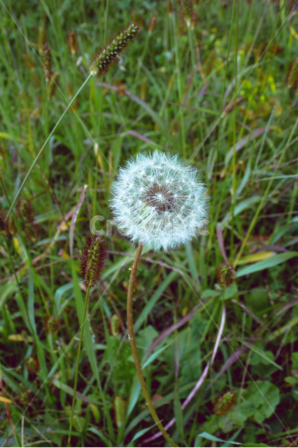 민들레,식물,잔디,씨앗,꽃,plant,blossom,flower,식물,자연,plants,nature,꽃,flower