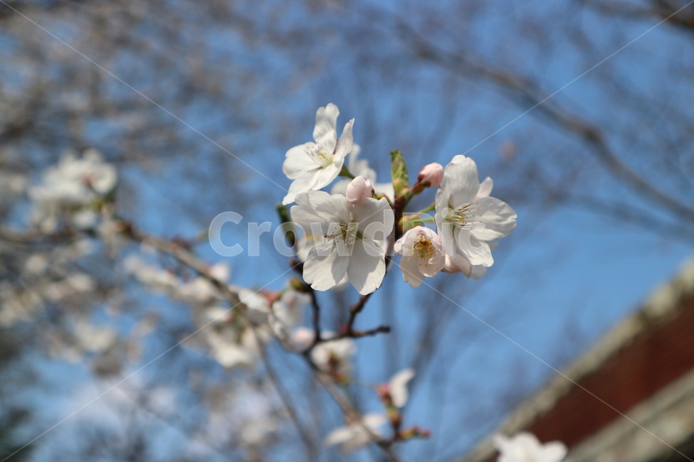 흰벚꽃,벚꽃,꽃송이,꽃클로즈업,흰꽃,cherryblossom,whiteflower,flower,petal