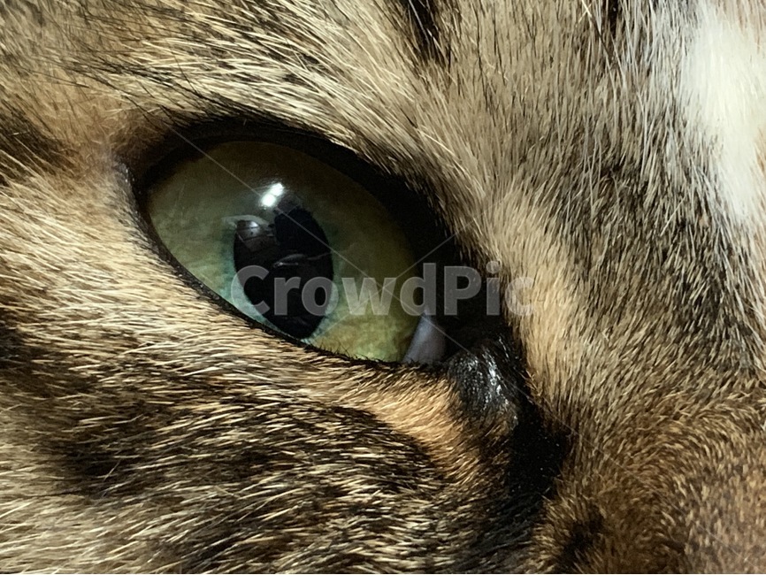 고양이,고양이눈,동물,코숏,근접샷,동물,animal,포유류,mammal,고양이,cat,kitten,kitty