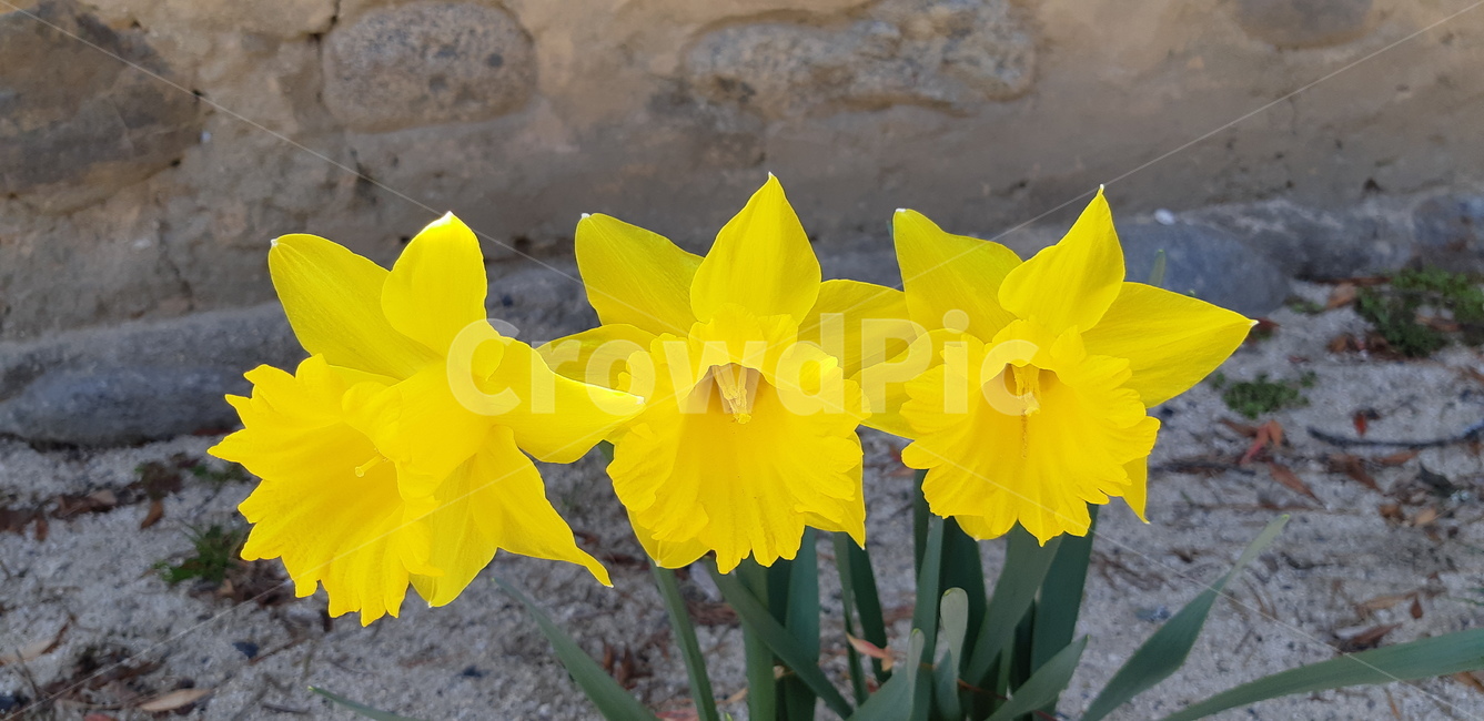자연,꽃,봄,수선화,nature,flower,daffodil,식물,자연,plants,nature,꽃,flower