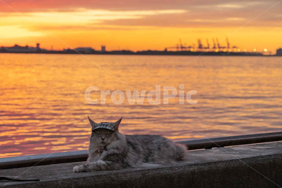 일몰,sunset,고양이,cat,sea,바다