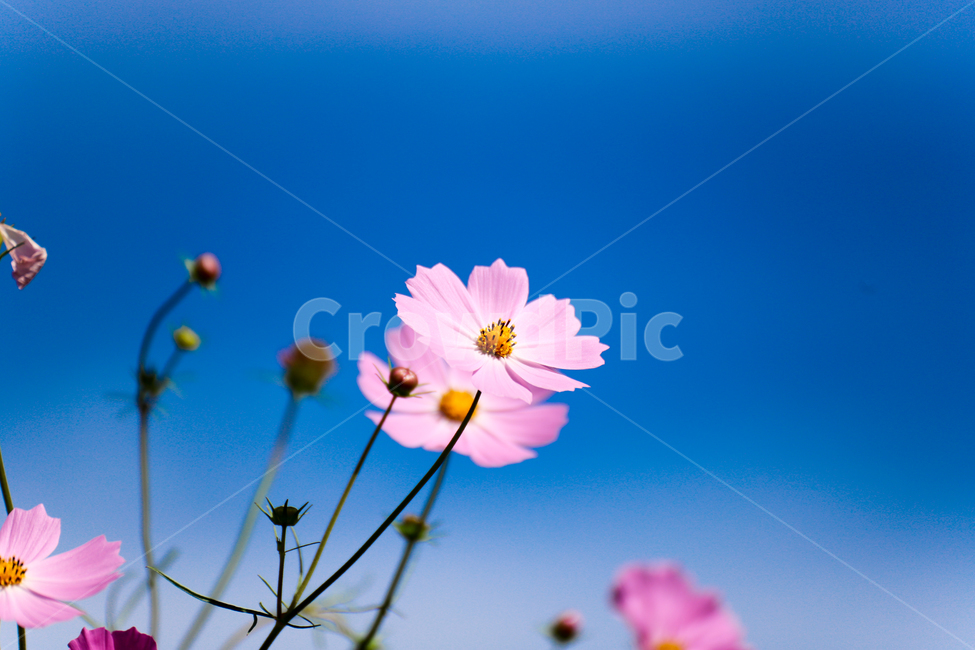 코스모스,꽃,하늘,자연,cosmos,flower,nature,sky,식물,자연,plants,nature,꽃,flower