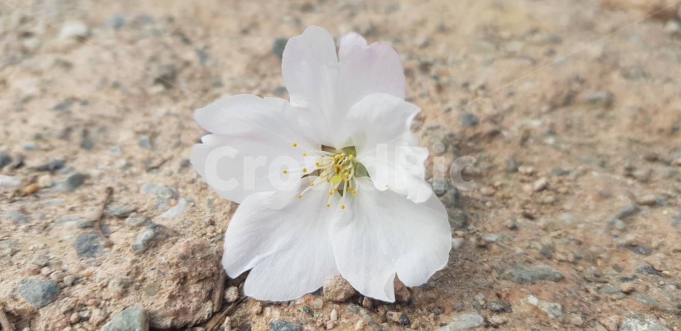 꽃,flower,daffodil,봄,blossom,plant,벚꽃