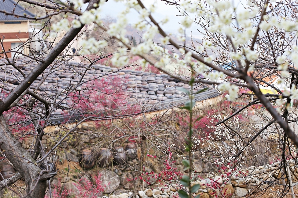 항아리,매화마을,매화축제,매화꽃,매화,flower,봄,계절,spring,season,식물,자연,plants,nature,꽃,flower,plant,blossom,cherry blossom,벚꽃