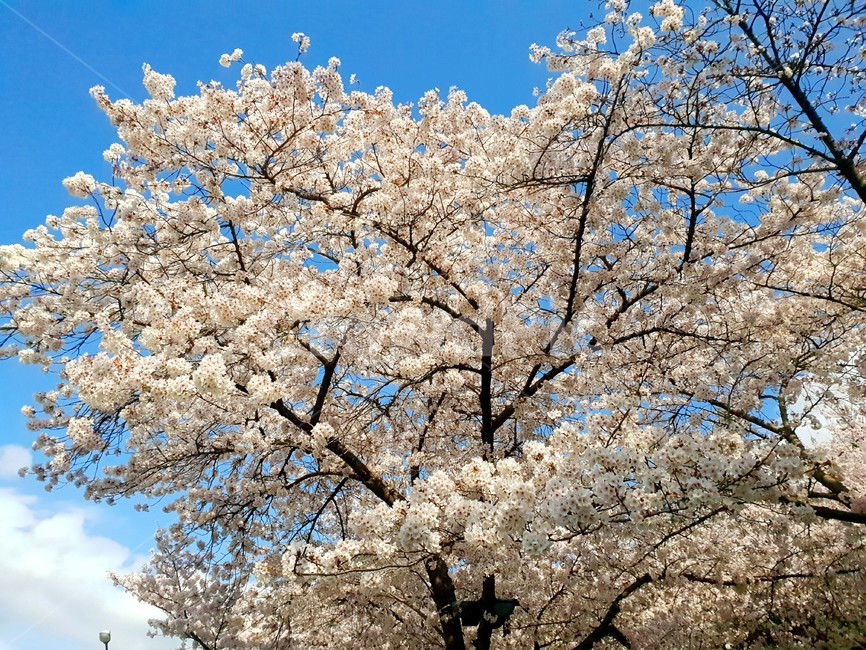 벚꽃,꽃,식물,cherryblossom,flower,blossom,plant,봄,자연,하늘,구름
