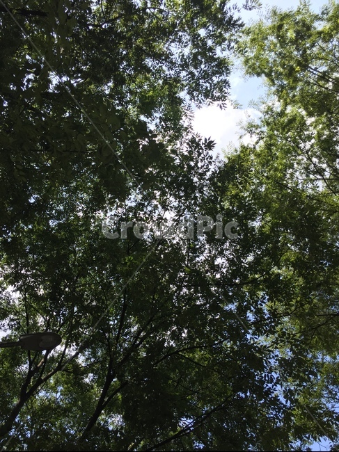 tree,나무,plant,식물,하늘