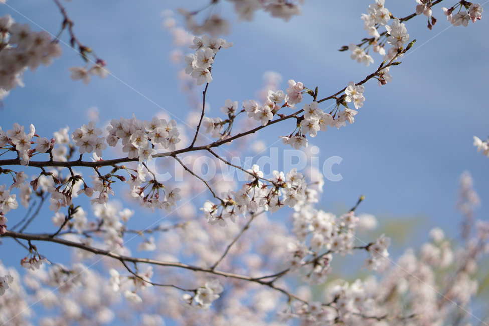 blossom,flower,보라매공원,자연,숲