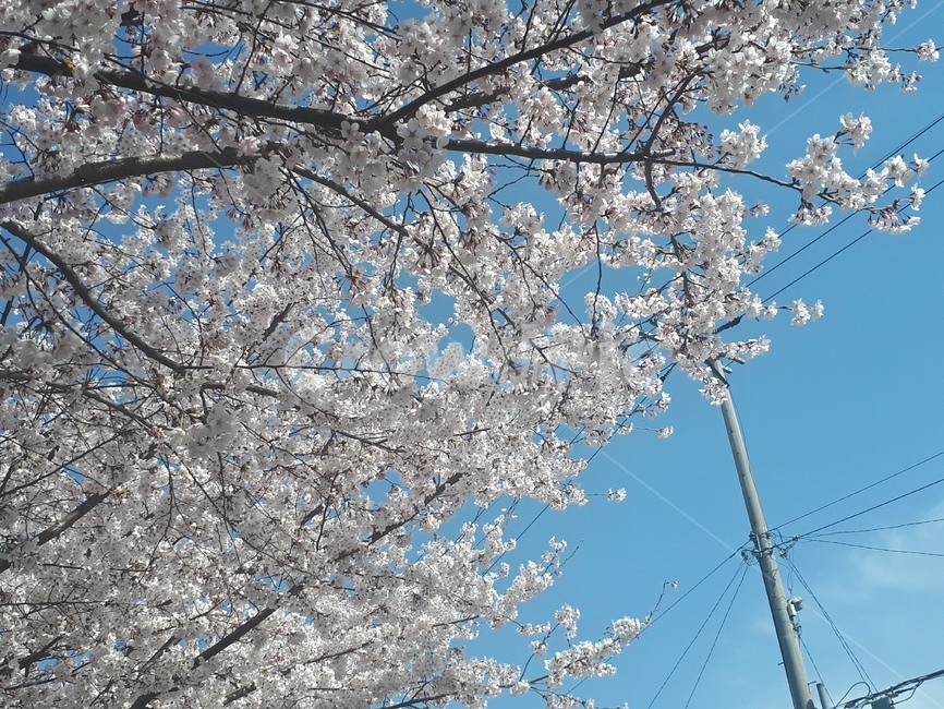 벛꽃,봄,아침,벛꽃나무,밝은,산뜻한