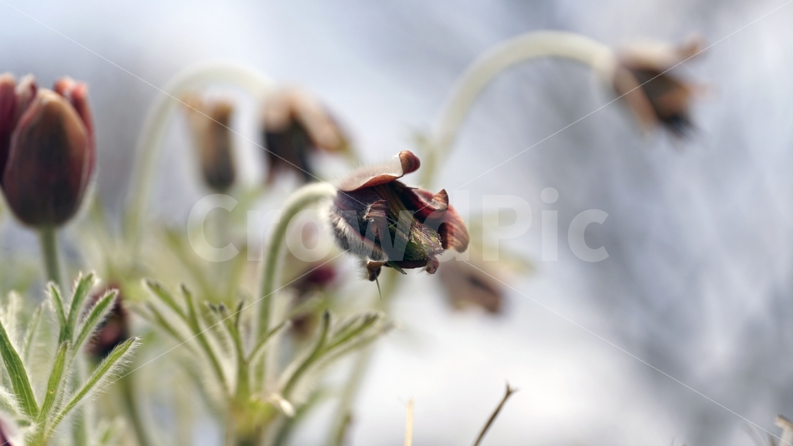 봄,꽃,플라워,spring,flower,봄꽃,식물,자연,이파리,풀,잔디,잔디밭,접사,할미꽃,산,산속,산길,산책,산보,4월,화단,꽃밭,nature,꽃봉오리,식물,자연,plants,nature,봄,계절,spring,season,꽃,flower,plant,bud,싹,blossom,sprout,새싹