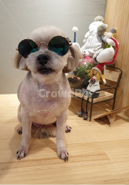 강아지,반려견,애견,동물,귀염뽀작,동물,animal,포유류,mammal,개,강아지,dog,doggy