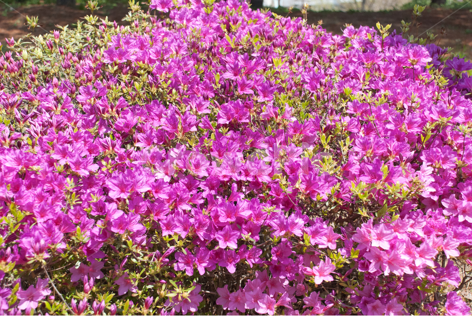 진달래,철쭉,봄,꽃,생화,공원,식물,조경,핑크,분홍,spring,season,flowe,만개,만발,자연,향기,영산홍,연산홍,보라,아름다운,화사한,Azalea,봄,계절,spring,season,식물,자연,plants,nature,꽃,flower,petal,꽃잎,plant,blossom