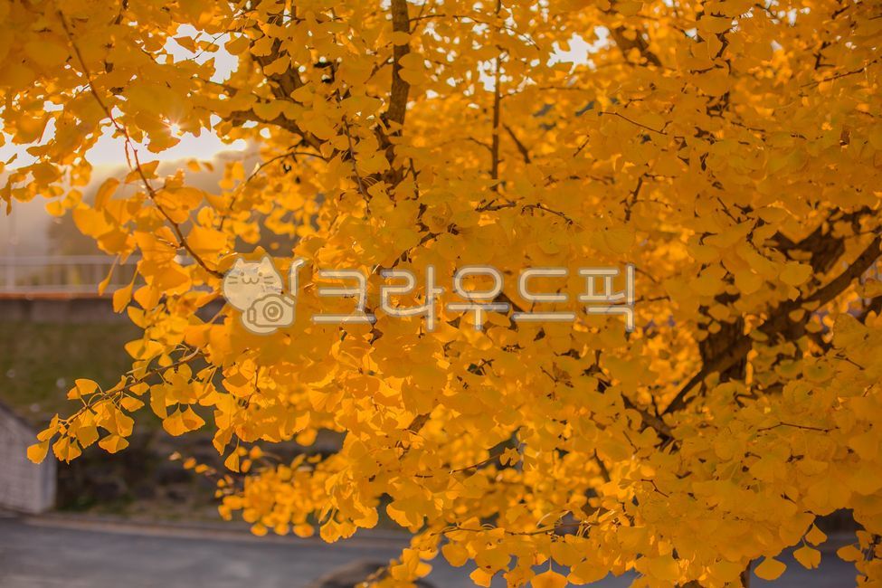 Autumn,ginkgo tree,ginkgo leaves,ginkgo tree street,sunset,autumn sunlight,autumn image,image,autumn emotional photo,emotional photo