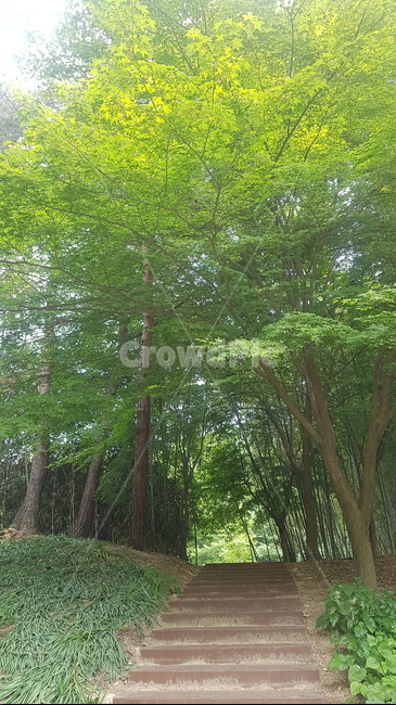 수목원,자연,힐링,치유,감성,산책,나무,대구수목원,초록잎,초록,여름,숲,숲길,차분한,차분,walk,healing,arboretum,forest,tree