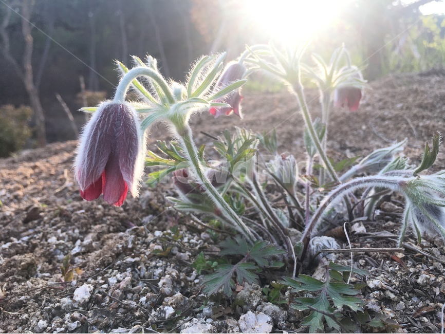 꽃,봄꽃,봄,할미꽃,식물,봄,계절,spring,season,식물,자연,plants,nature,꽃,flower,light,빛,flare,플레어,plant