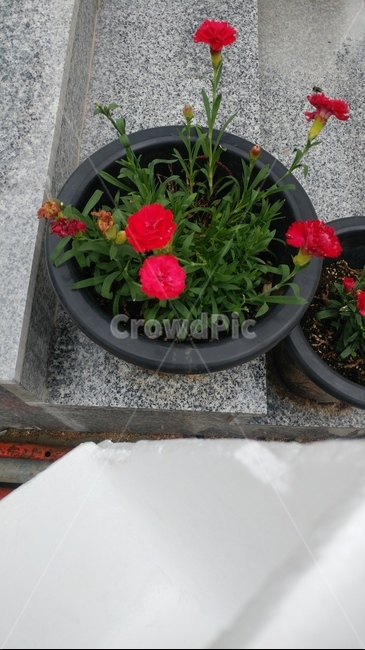 국화,소국,꽃,화분,식물,식물,자연,plants,nature,꽃,flower