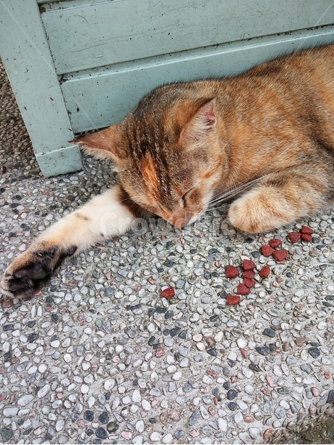 길고양이,낮잠,꿈,휴식,귀여운고양이,잠자는고양이,힐링,동물,animal,포유류,mammal,고양이,cat,kitten,kitty
