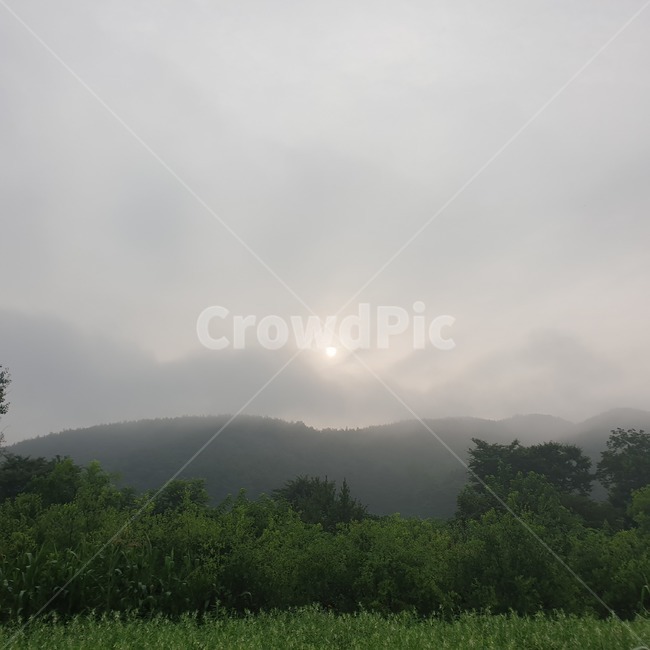안개,아침,농촌,산,초록